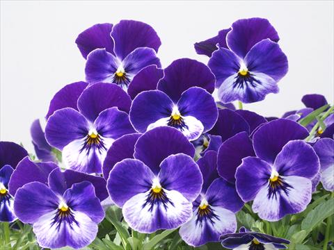 Photos von Blumenvarianten benutzt als: Topf und Beet Viola wittrockiana Pandora Blue Moon