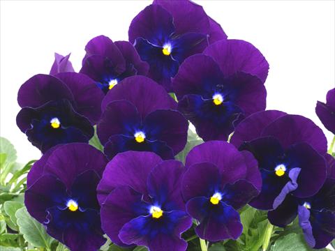 Photos von Blumenvarianten benutzt als: Topf und Beet Viola wittrockiana Pandora Blue Violet