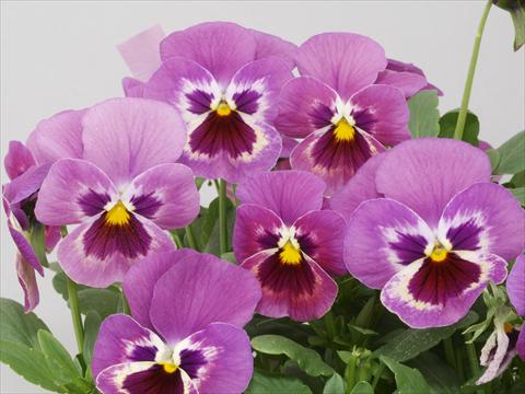 Photos von Blumenvarianten benutzt als: Topf und Beet Viola wittrockiana Pandora Lilac