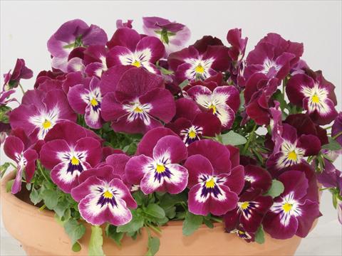 Photos von Blumenvarianten benutzt als: Topf und Beet Viola wittrockiana Pandora Rose