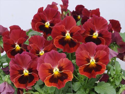 Photos von Blumenvarianten benutzt als: Topf und Beet Viola wittrockiana Pandora Scarlet