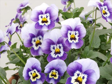 Photos von Blumenvarianten benutzt als: Topf und Beet Viola cornuta Caramel Blue with face