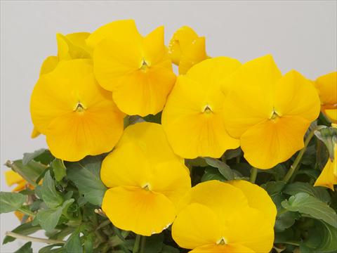 Photos von Blumenvarianten benutzt als: Topf und Beet Viola cornuta Caramel Golden