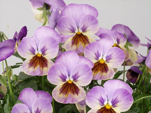 Photos von Blumenvarianten benutzt als: Topf und Beet Viola cornuta Caramel Pastel Lilac