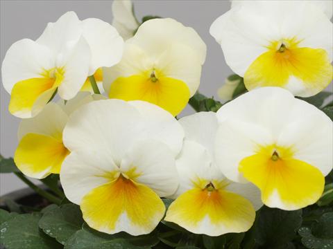Photos von Blumenvarianten benutzt als: Topf und Beet Viola cornuta Caramel White Golden