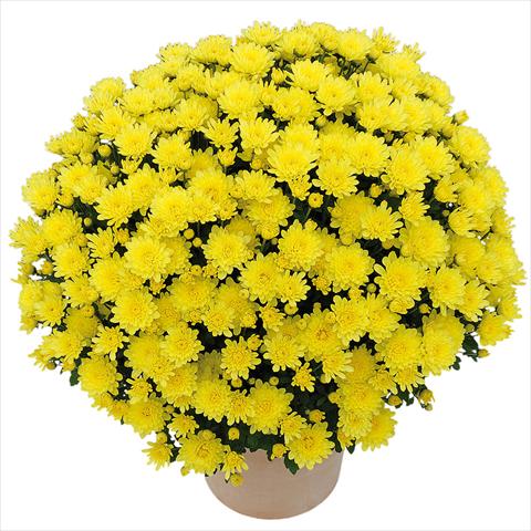 Photos von Blumenvarianten benutzt als: Topf und Beet Chrysanthemum Clero® Citron