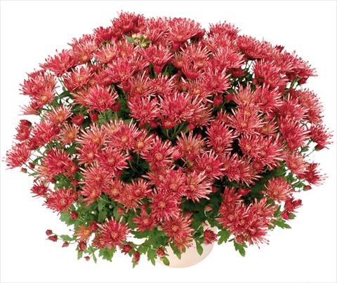Photos von Blumenvarianten benutzt als: Topf und Beet Chrysanthemum Corto® Rouge