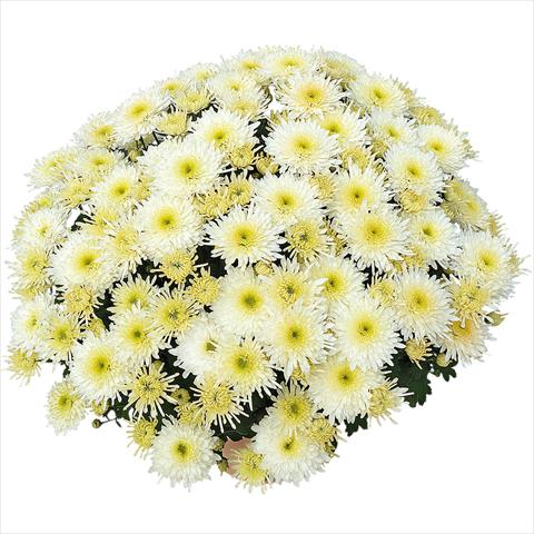 Photos von Blumenvarianten benutzt als: Topf und Beet Chrysanthemum Obao® Blanc