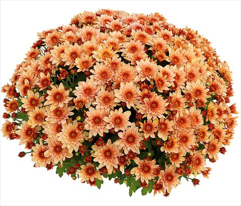 Photos von Blumenvarianten benutzt als: Topf und Beet Chrysanthemum Pasoa® Grenadine