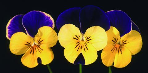 Photos von Blumenvarianten benutzt als: Topf und Beet Viola cornuta Lolita Happy Wings Purple Lemon