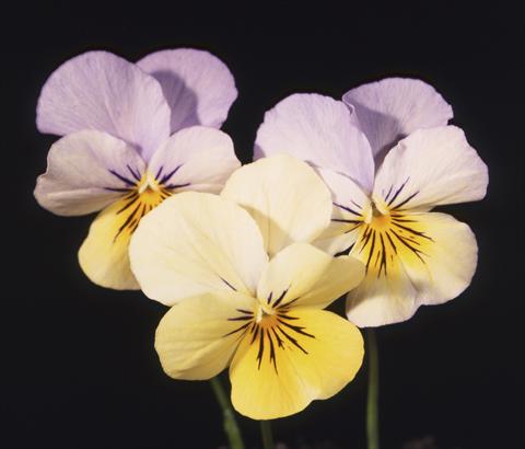 Photos von Blumenvarianten benutzt als: Topf und Beet Viola cornuta Lolita Lemon 2 Blue