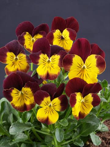 Photos von Blumenvarianten benutzt als: Topf und Beet Viola cornuta Lolita Moonlight Yellow