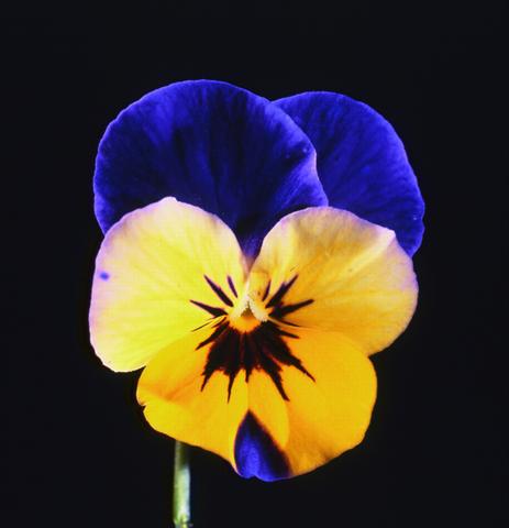 Photos von Blumenvarianten benutzt als: Topf und Beet Viola cornuta Lolita Sunset Blue Blotch