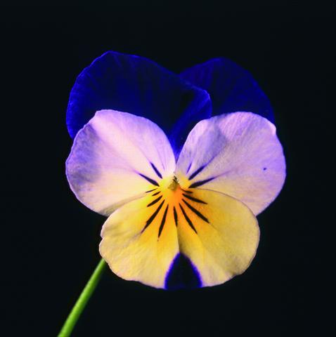 Photos von Blumenvarianten benutzt als: Topf und Beet Viola cornuta Lolita Sunset Blue