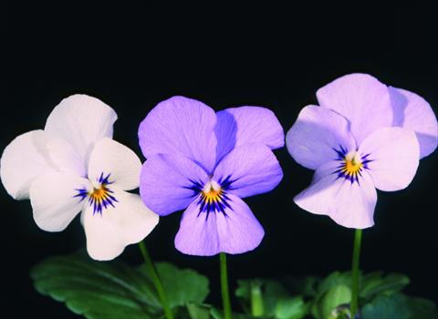 Photos von Blumenvarianten benutzt als: Topf und Beet Viola cornuta Lolita White 2 Blue