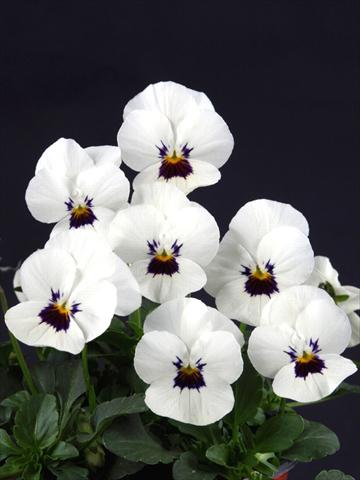 Photos von Blumenvarianten benutzt als: Topf und Beet Viola cornuta Lolita White Blotch