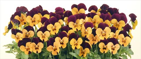 Photos von Blumenvarianten benutzt als: Topf und Beet Viola cornuta Valentina Apricot with Purple Top