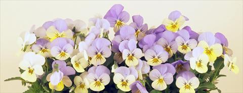 Photos von Blumenvarianten benutzt als: Topf und Beet Viola cornuta Valentina Lemon 2 Blue
