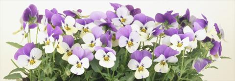 Photos von Blumenvarianten benutzt als: Topf und Beet Viola cornuta Valentina Lemon with Purple Top