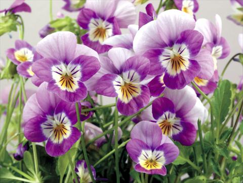 Photos von Blumenvarianten benutzt als: Topf und Beet Viola cornuta Valentina Lilac with White Face