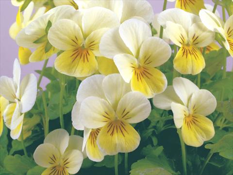 Photos von Blumenvarianten benutzt als: Topf und Beet Viola cornuta Valentina Limonette