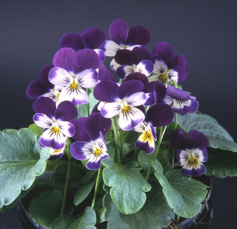 Photos von Blumenvarianten benutzt als: Topf und Beet Viola cornuta Valentina Purple with White Face