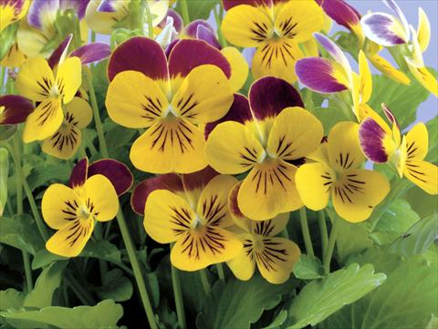 Photos von Blumenvarianten benutzt als: Topf und Beet Viola cornuta Valentina Yellow with Purple Top