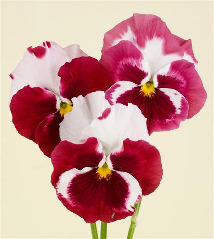 Photos von Blumenvarianten benutzt als: Topf und Beet Viola wittrockiana Desiderio Cherry Rose Tricolour