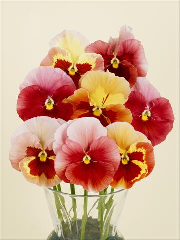 Photos von Blumenvarianten benutzt als: Topf und Beet Viola wittrockiana Desiderio Gelato Red Tricolour