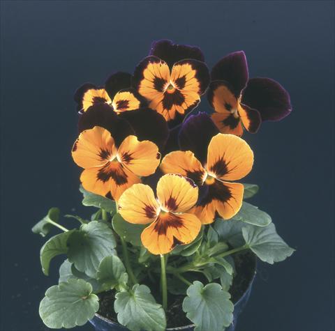 Photos von Blumenvarianten benutzt als: Topf und Beet Viola wittrockiana Desiderio Harlequin Purple