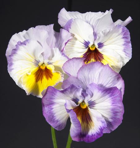 Photos von Blumenvarianten benutzt als: Topf und Beet Viola wittrockiana Desiderio Lilac Lemon Shades