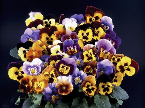 Photos von Blumenvarianten benutzt als: Topf und Beet Viola wittrockiana Desiderio Mixed