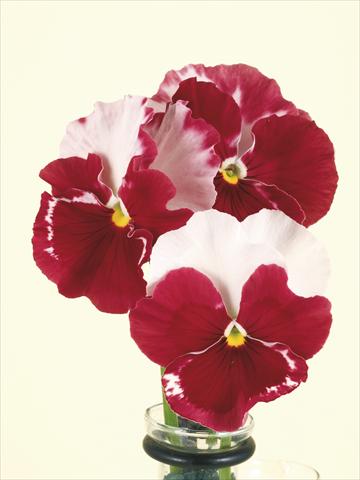 Photos von Blumenvarianten benutzt als: Topf und Beet Viola wittrockiana Desiderio Orchid Rose Tricolour