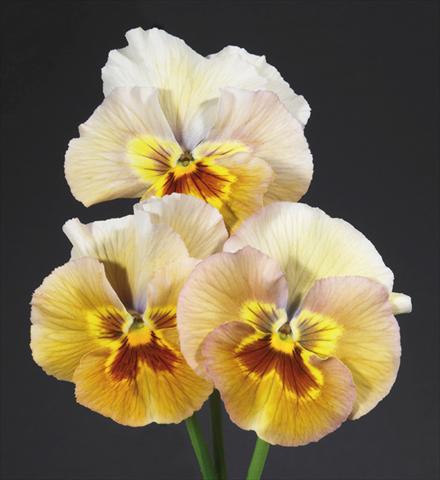 Photos von Blumenvarianten benutzt als: Topf und Beet Viola wittrockiana Desiderio Pastel Bronze