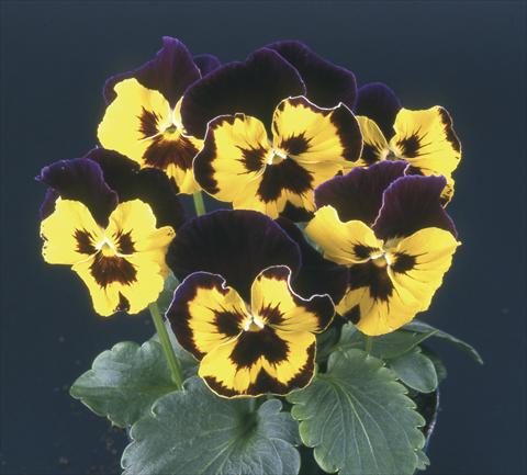 Photos von Blumenvarianten benutzt als: Topf und Beet Viola wittrockiana Desiderio Purple with Golden Face & Blotch