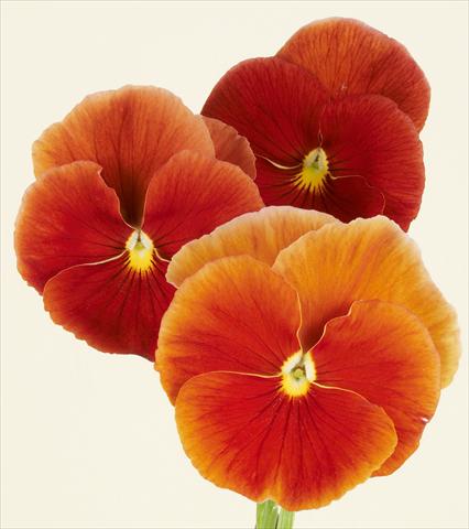 Photos von Blumenvarianten benutzt als: Topf und Beet Viola wittrockiana Desiderio Terracotta