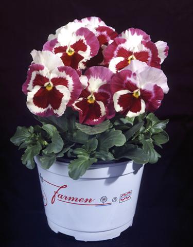 Photos von Blumenvarianten benutzt als: Topf und Beet Viola wittrockiana Desiderio Tricolour Orchid