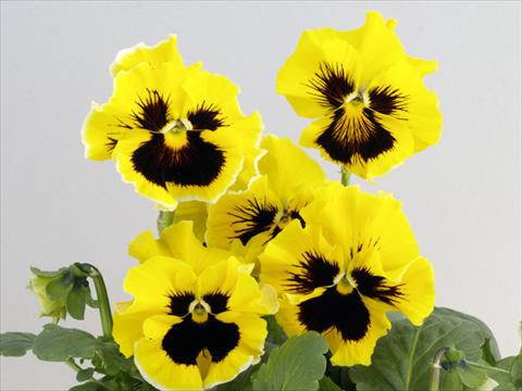 Photos von Blumenvarianten benutzt als: Topf und Beet Viola wittrockiana Flamenco Golden
