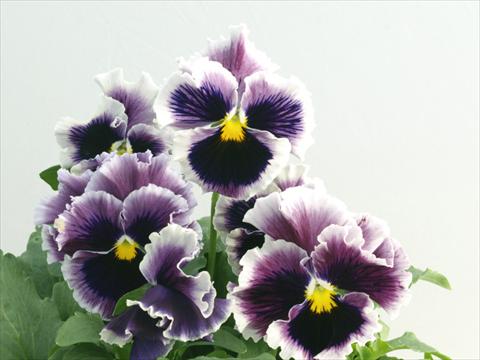Photos von Blumenvarianten benutzt als: Topf und Beet Viola wittrockiana Flamenco Lilac Blue Picotee