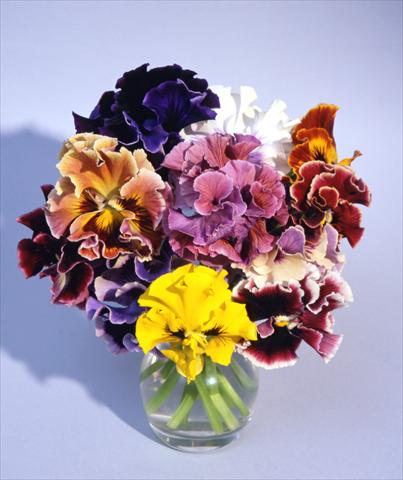 Photos von Blumenvarianten benutzt als: Topf und Beet Viola wittrockiana Flamenco Mix
