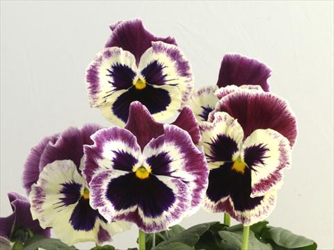 Photos von Blumenvarianten benutzt als: Topf und Beet Viola wittrockiana Flamenco See Me