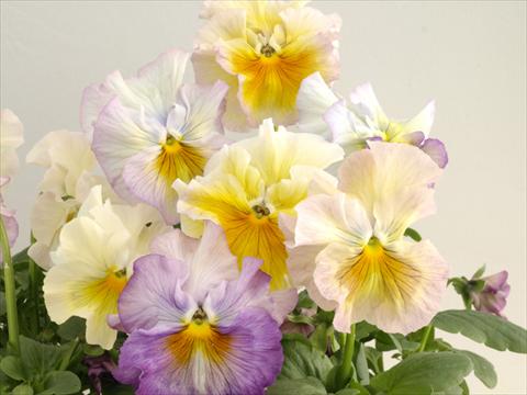 Photos von Blumenvarianten benutzt als: Topf und Beet Viola wittrockiana Flamenco Soft Light Azure Limonette