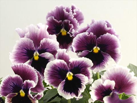 Photos von Blumenvarianten benutzt als: Topf und Beet Viola wittrockiana Flamenco Violet Ringled
