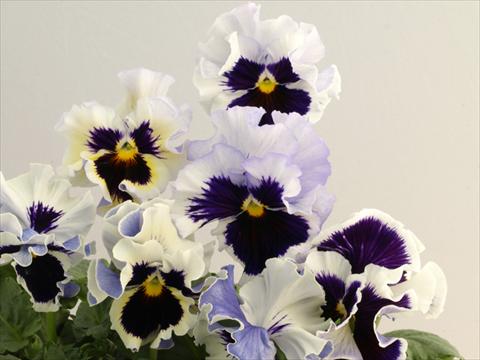 Photos von Blumenvarianten benutzt als: Topf und Beet Viola wittrockiana Flamenco White 2 Lilac