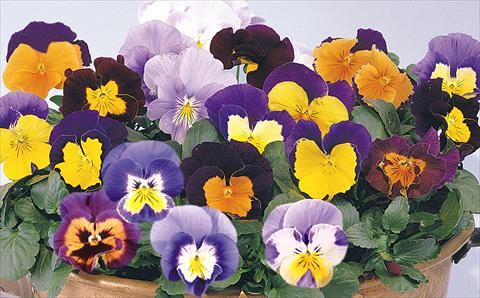 Photos von Blumenvarianten benutzt als: Topf und Beet Viola wittrockiana Mambo Mix