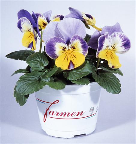 Photos von Blumenvarianten benutzt als: Topf und Beet Viola wittrockiana Mambo Pierrot