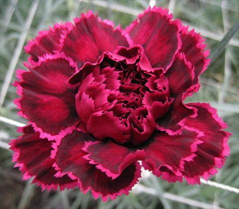 Photos von Blumenvarianten benutzt als: Schnittblume Dianthus caryophyllus Nobbio® Black Heart
