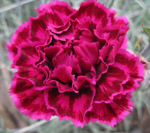 Photos von Blumenvarianten benutzt als: Schnittblume Dianthus caryophyllus Nobbio® Burgundy