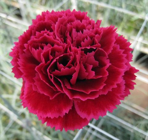 Photos von Blumenvarianten benutzt als: Schnittblume Dianthus caryophyllus Nobbio® DolceNero