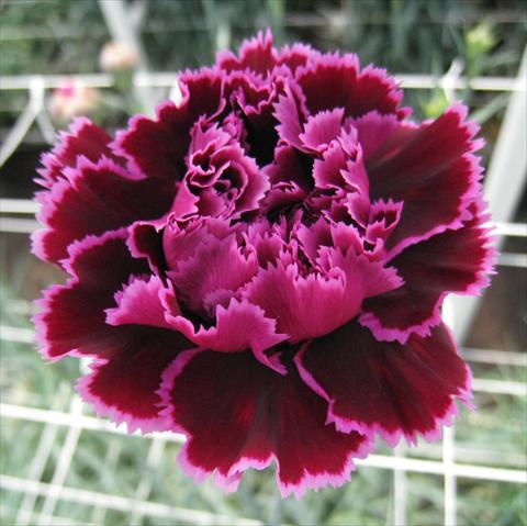 Photos von Blumenvarianten benutzt als: Schnittblume Dianthus caryophyllus Nobbio® Hard Rock